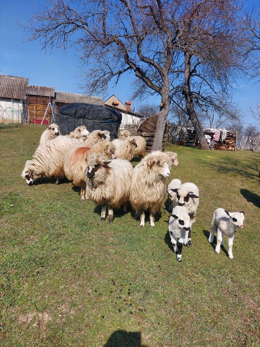 Vând 5 noatine (oi)