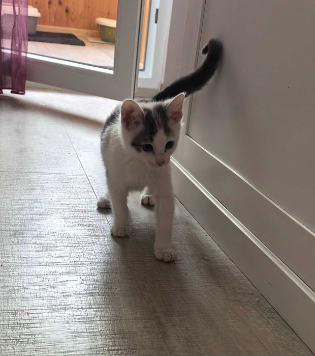 Подарявам мъжко котенце