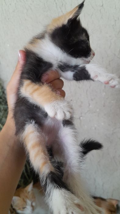 или милые котята на продажу