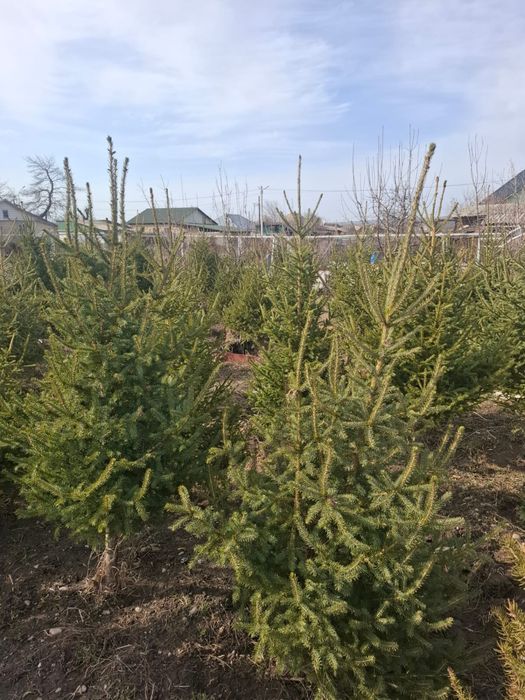 Ёлки 1.8 - 2 х метровые