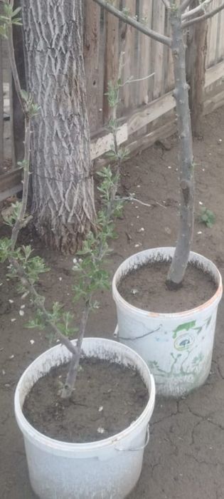 Кошет Букарски жиде.1-2-3-жылдык.