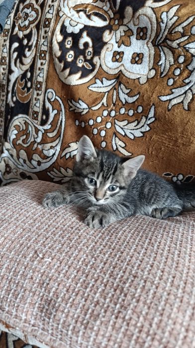 Отдам котят бесплатно