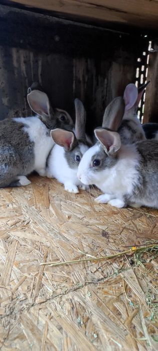 Iepuri Hycole în Arad