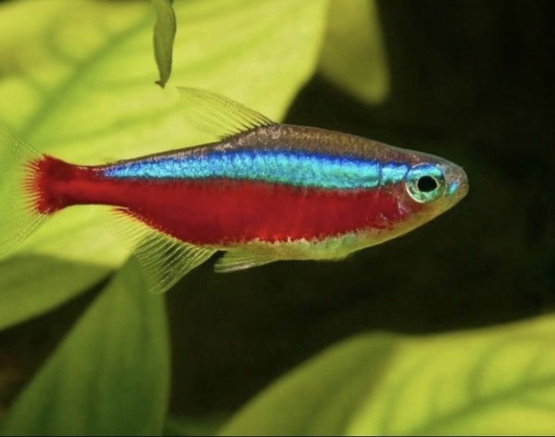 Аквариумный рыбки мирный