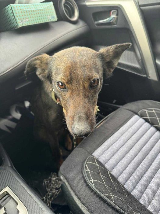 Щенята и мама в добрые руки