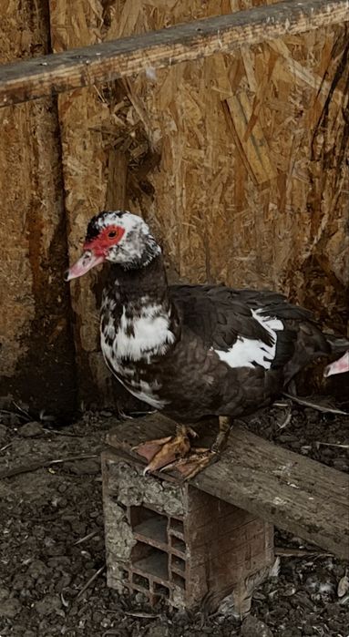 Rațe mute de vanzare!