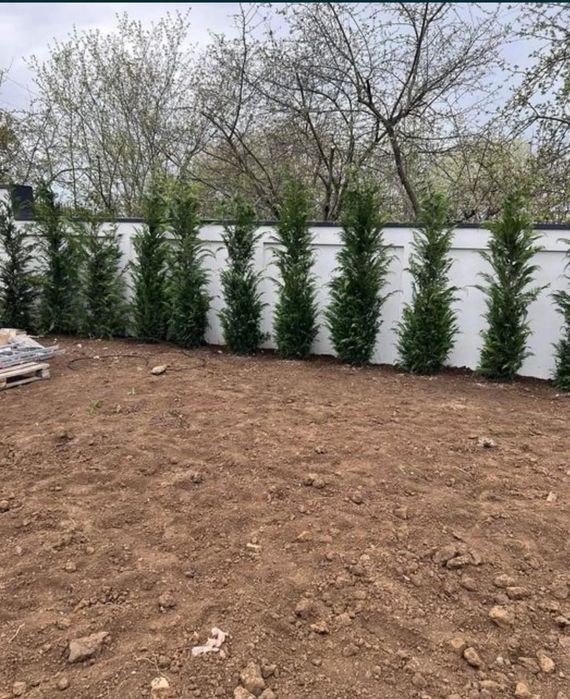 Cupressus leylandii
Livram în toată țara gratuita 
 Oferta Pret
1.80 m