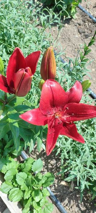 Цветы многолетние