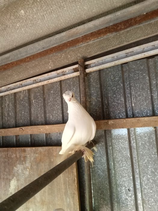 Продаётся пара белых двухчубые, валерные