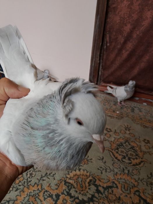 Голуби .бакинцы пепельные