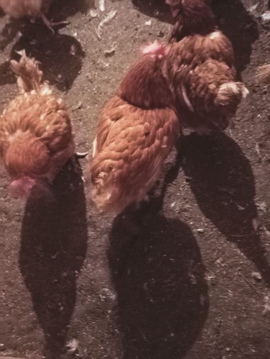 Ломан Браун, куры несушки