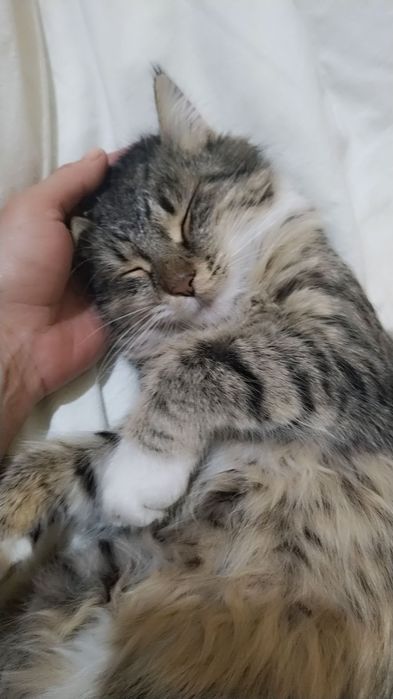 Мейкун мушук сотилади 8ойлик кизалок