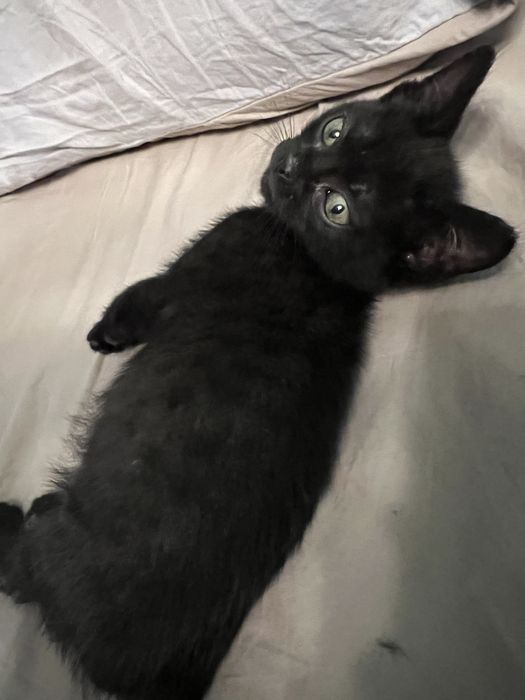 Котенок в добрые руки