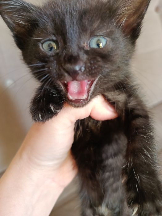 Котята в заботливые руки