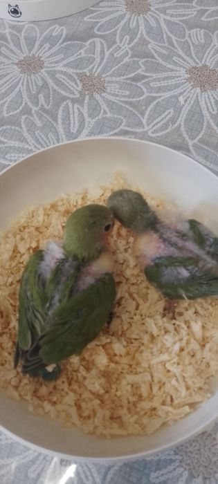 Птенцы неразлучника