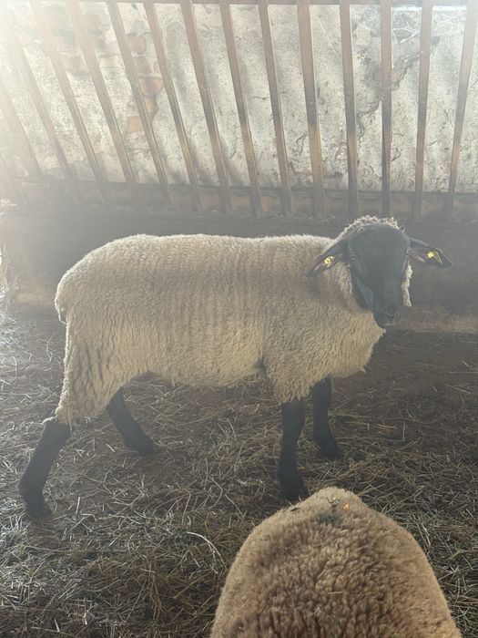 Mieluțe rasa Suffolk cu vârsta de peste 6 luni.
