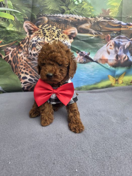 Пудел Мини с документ за произход