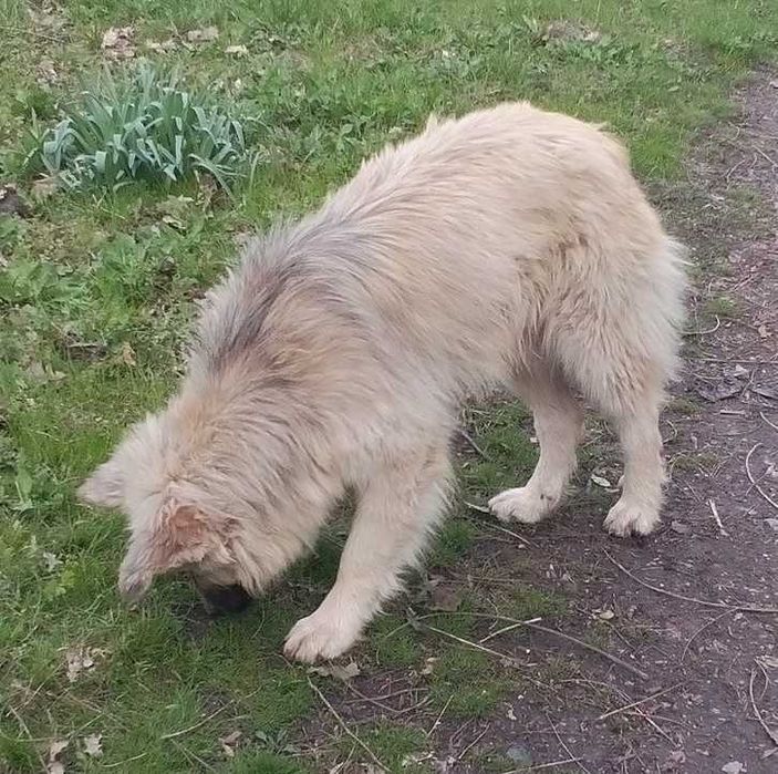 Подарявам уникално куче