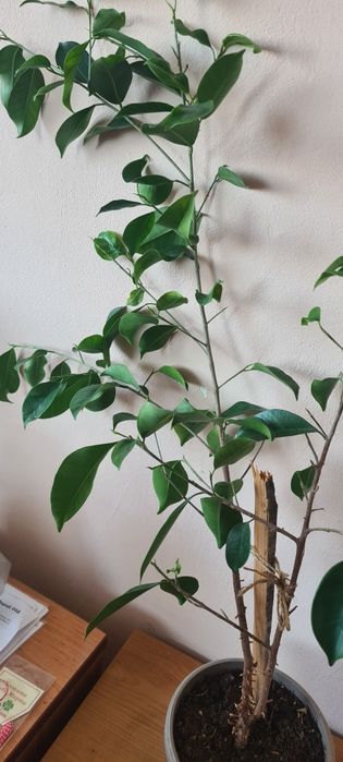 Бенджамин  фикус
