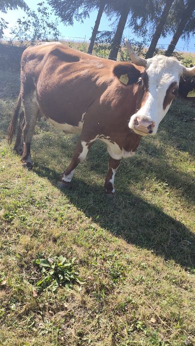 Vând vaca  gestanta