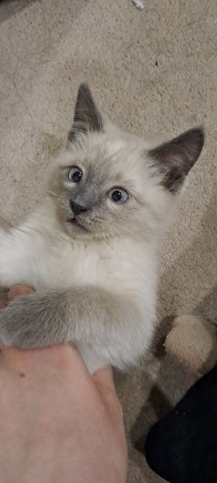 Сиамский кот мальчик