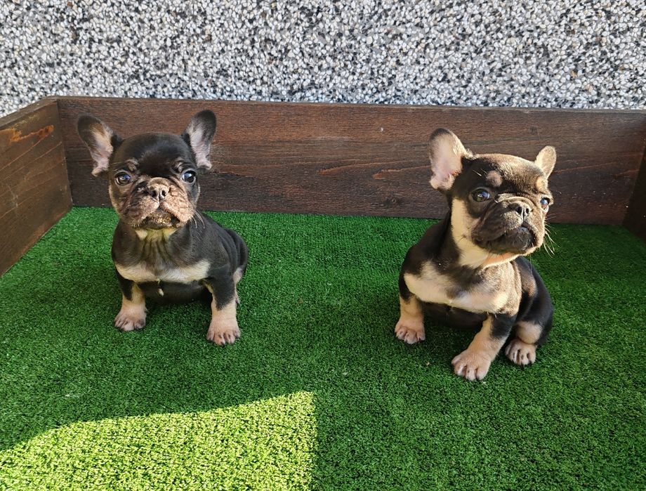 Френски   булдог