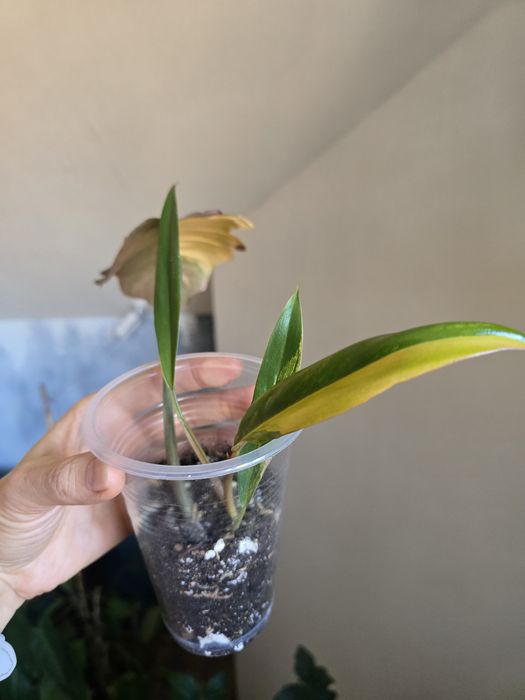 Филодендрон карамель марбл/philodendron caramel marble