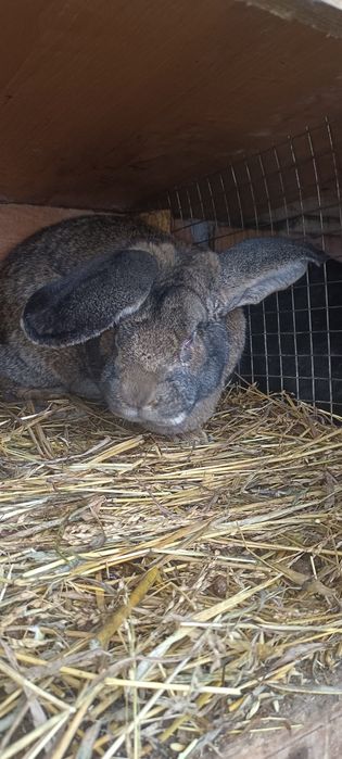 Продажа Кроликов