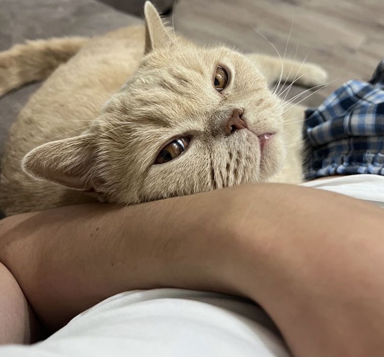 Кот Наполеон в добрые руки