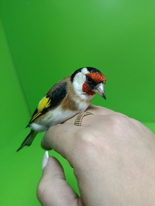 Щегол зимник самец