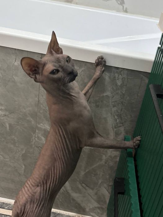 Сфинкс Донской кошка