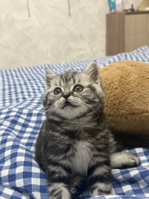 Продаётся британский котёнок