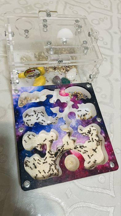 Муравьиная ферма