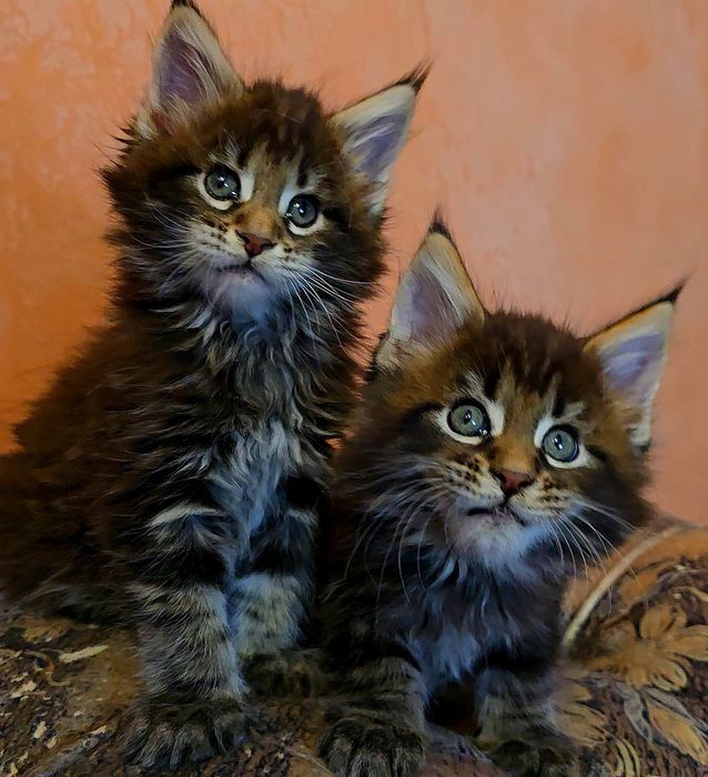 ЕЛИТНИ  котенца мейн  куун