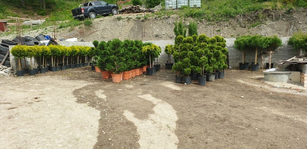 Arțar japonez Tuia smarald