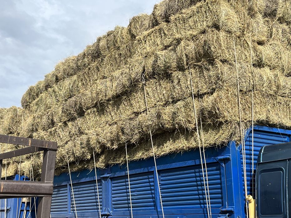 Продам сено житняк