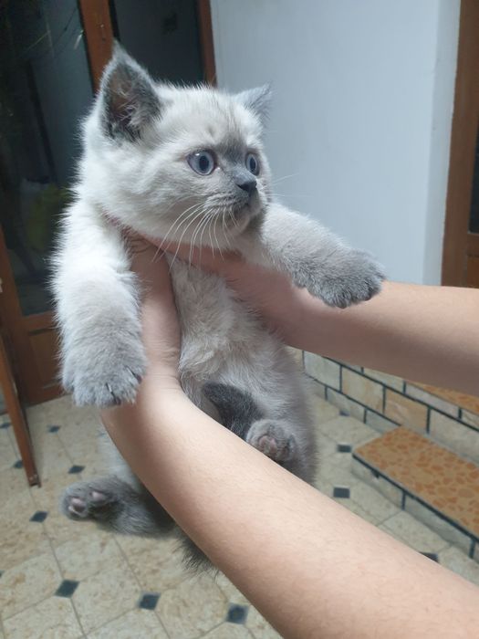 Мушук сотилади  сиамские