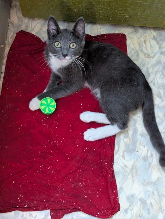 Котик ищет дом ,