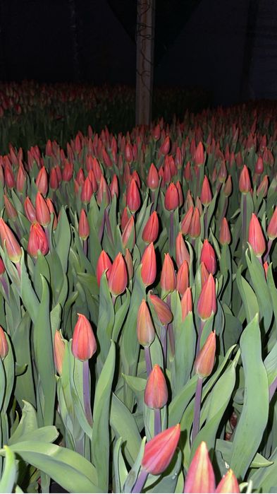 Тюльпаны Голландия