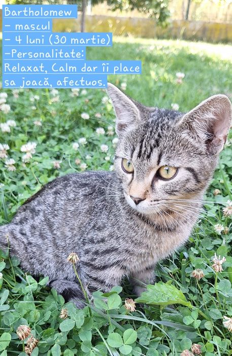 Pisici spre adoptie