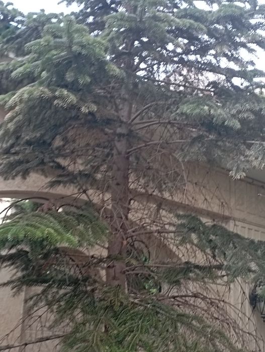 Archa dekaratif ekish dorilash