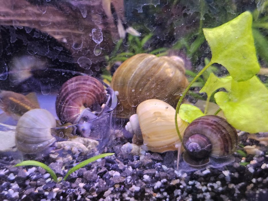 Melci pomacea de acvariu (pomaceea / apple snail)