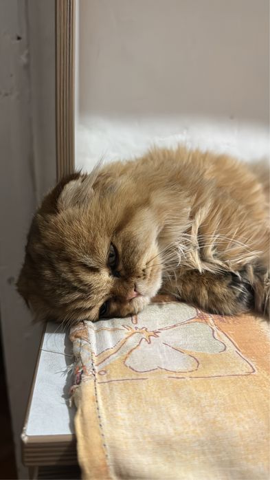 Отдам котенка в надежные руки