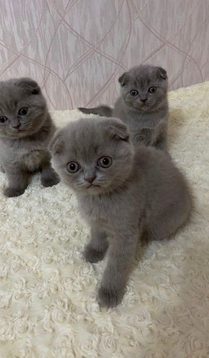 Scottish blue shorthair