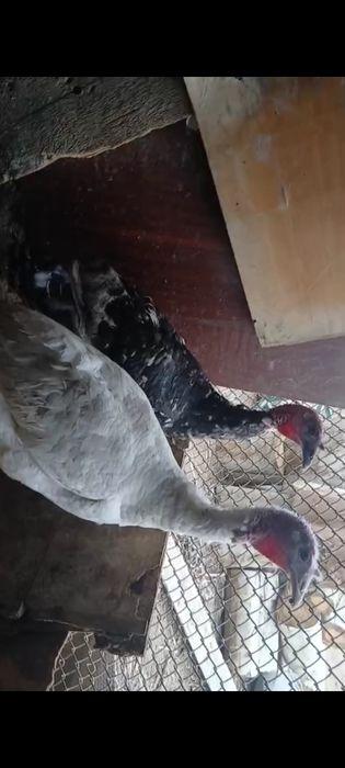 Үндік үндік үндік