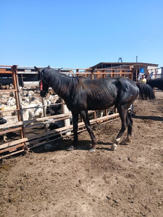 Айғыр сатылады 5 жасар