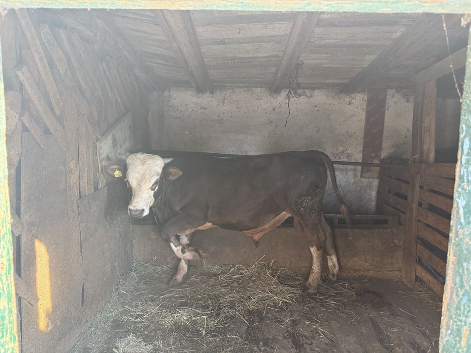 Продам бычка жирный