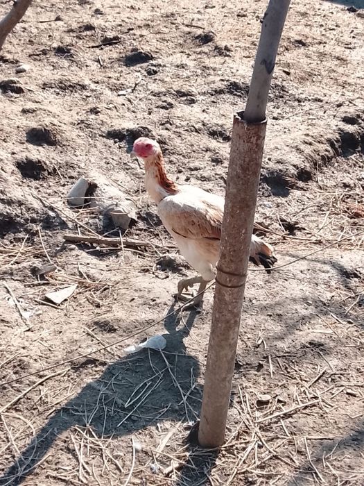 Дакан тауыктар сатылады