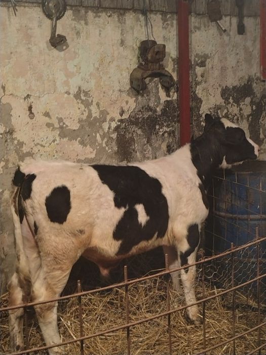 de vânzare mascul 4 luni