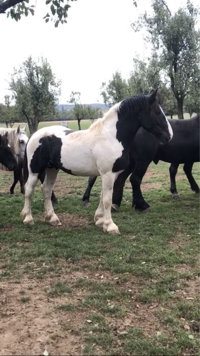 Vând mânz tărcat 2ani jumate